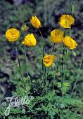 Papaver-Schijnpapaver cambrica (Meconopsis)